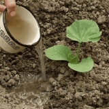 Da li je moguće posaditi tikvice pored bundeve